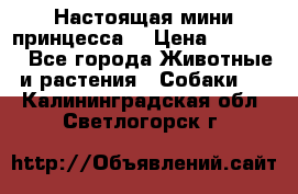 Настоящая мини принцесса  › Цена ­ 25 000 - Все города Животные и растения » Собаки   . Калининградская обл.,Светлогорск г.